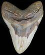 Huge, Megalodon Tooth - North Carolina #59010-1